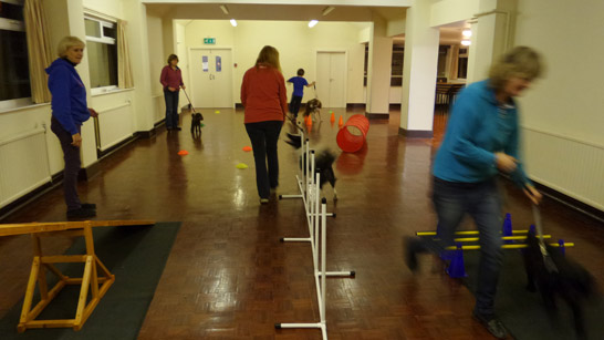 Fun pet agility at the Mutts 2 Marvels dog training club in Isycoed (situated between Wrexham and Chester)