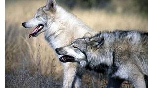 Image of two wolves